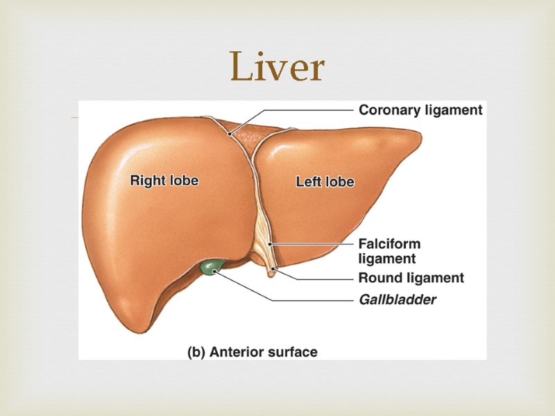 Liver